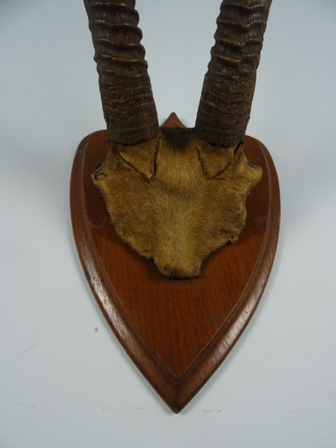 Sable Antilope Horns (3).jpg